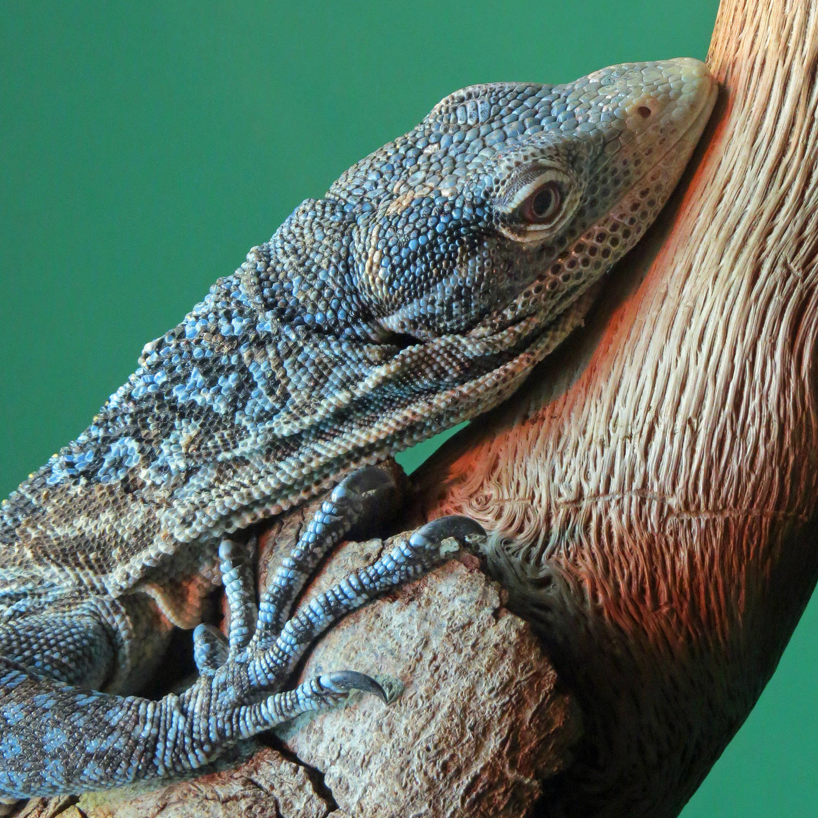 Blue-spotted Tree Monitor
