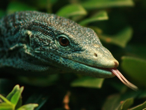Blue-spotted Tree-monitor