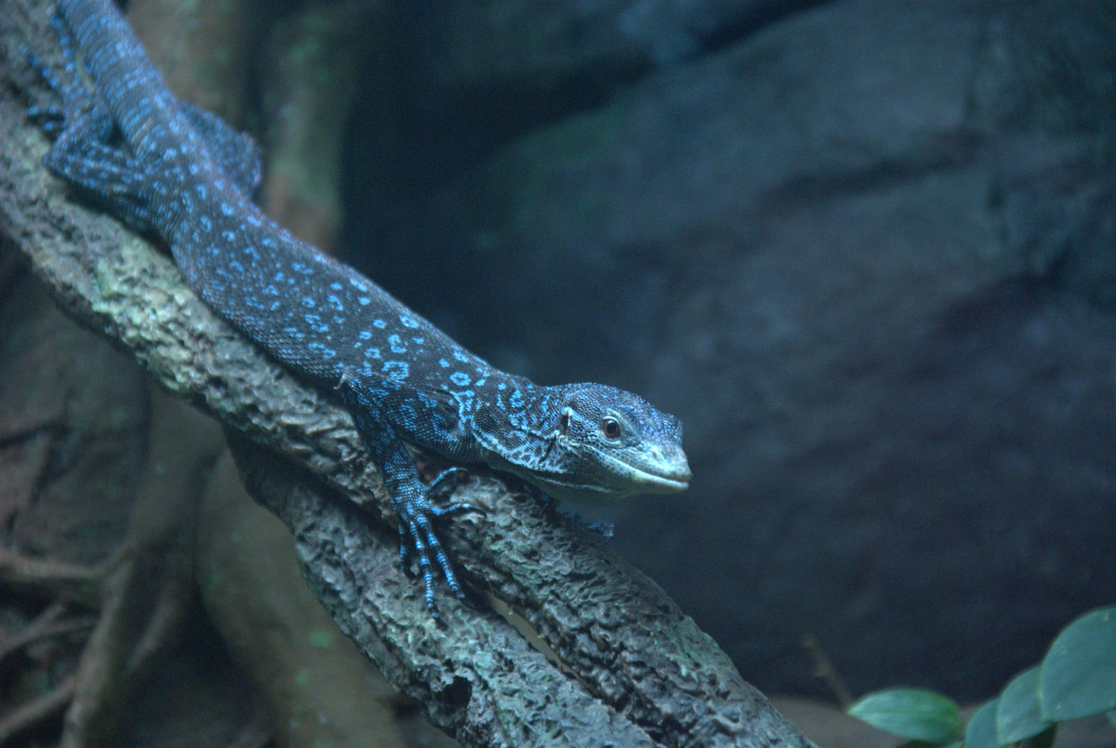 Blue Spotted Tree Monitor