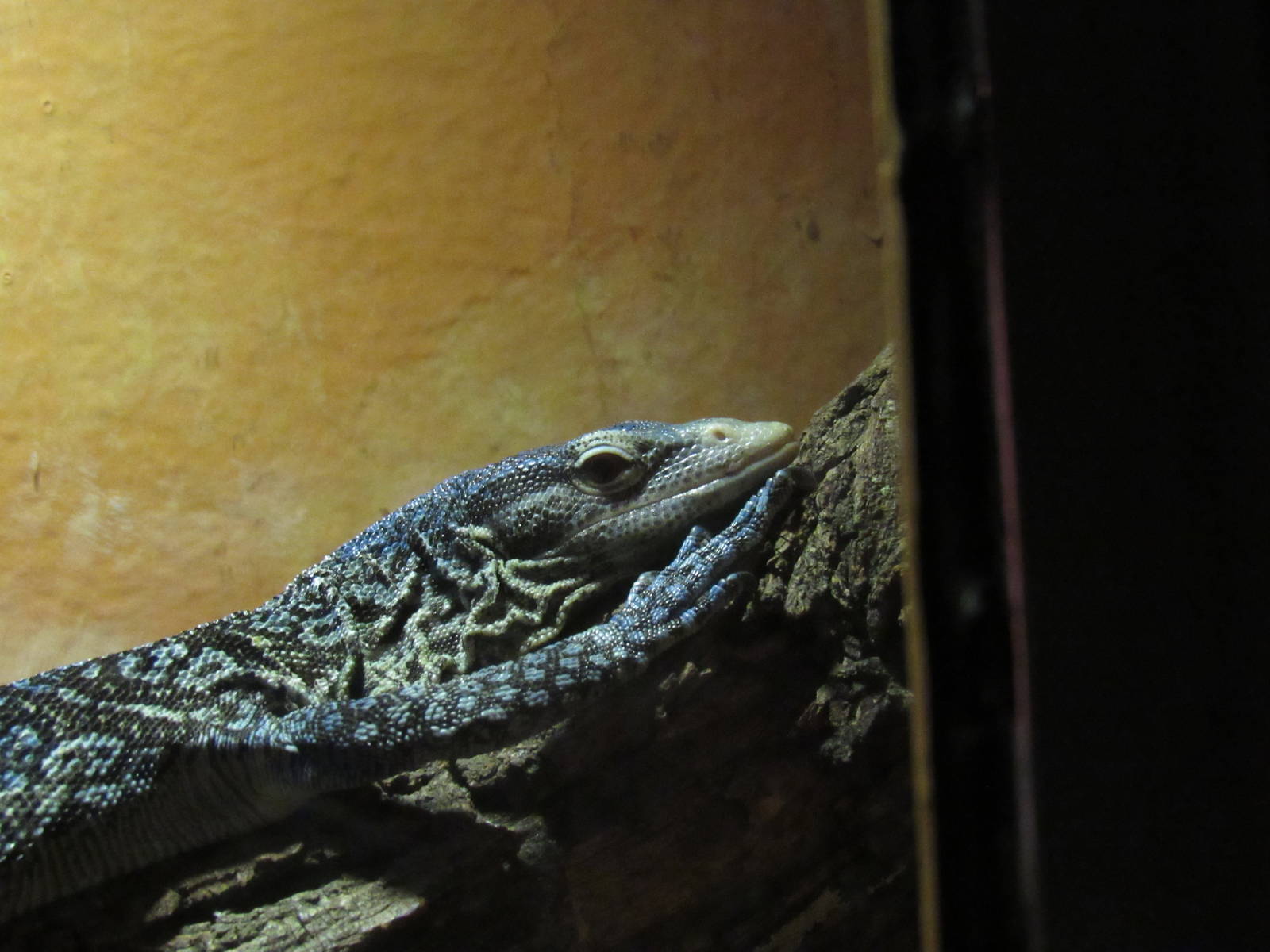 Blue-Spotted Tree Monitor