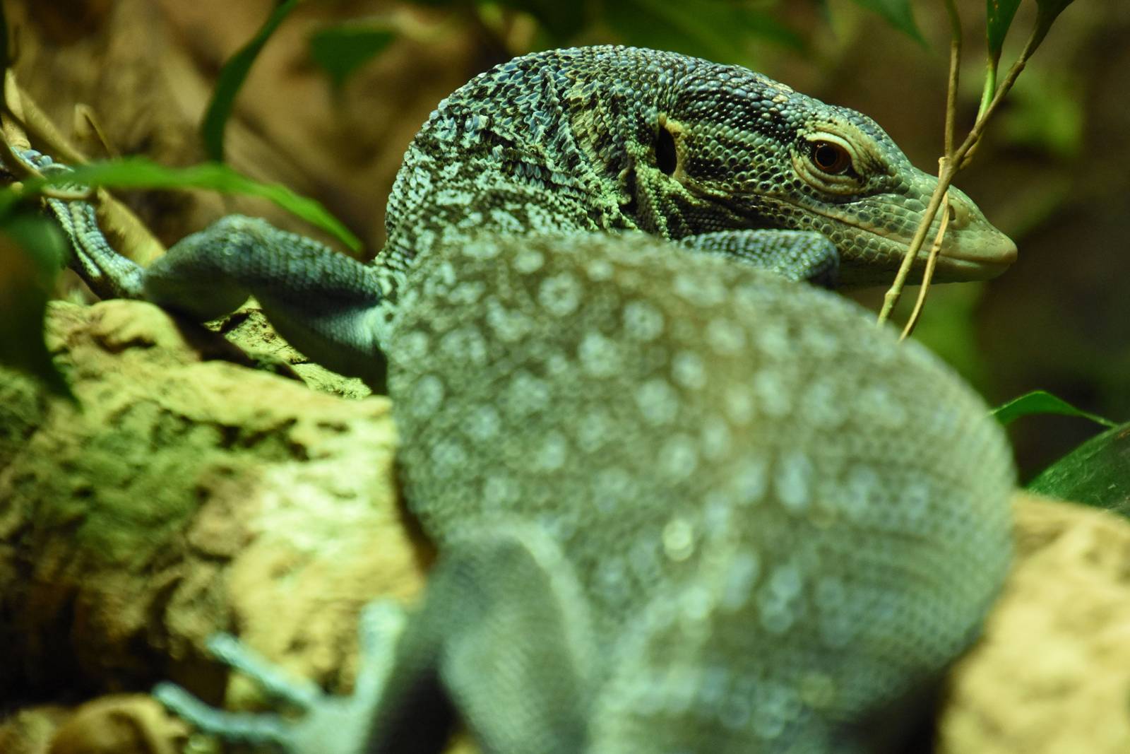 Blue-spotted tree monitor