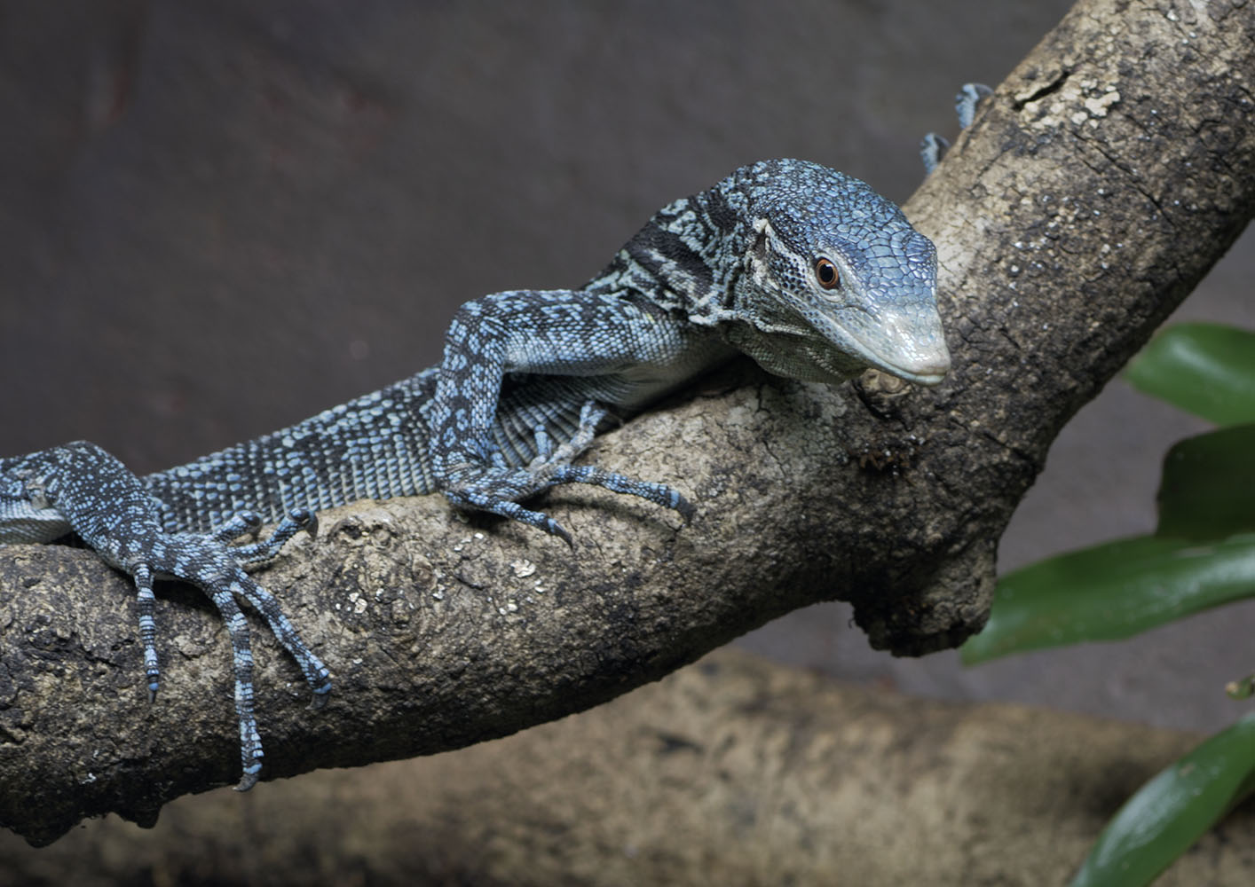 Blue-spotted tree monitor