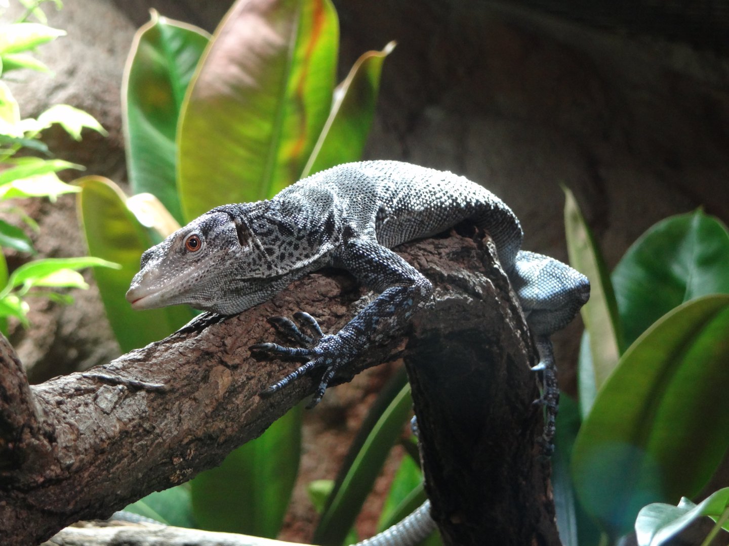 Blue-spotted Tree Monitor