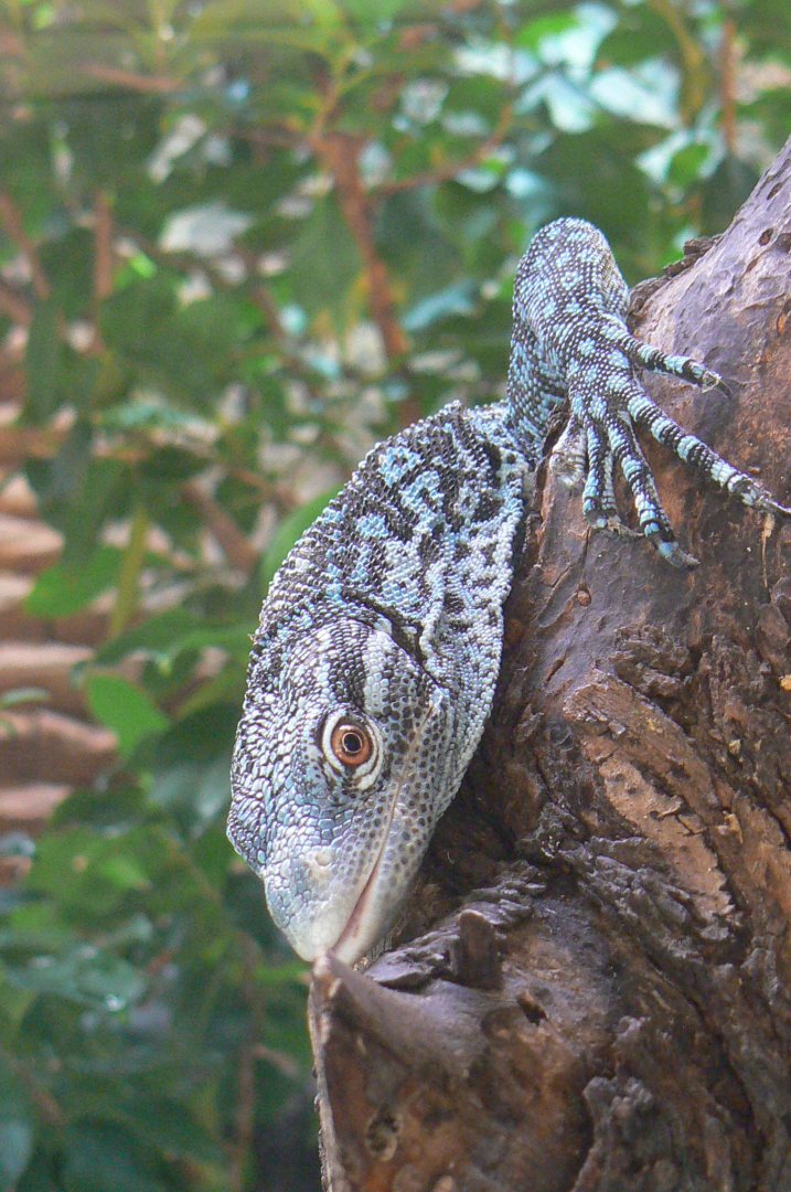 Blue-spotted tree monitor