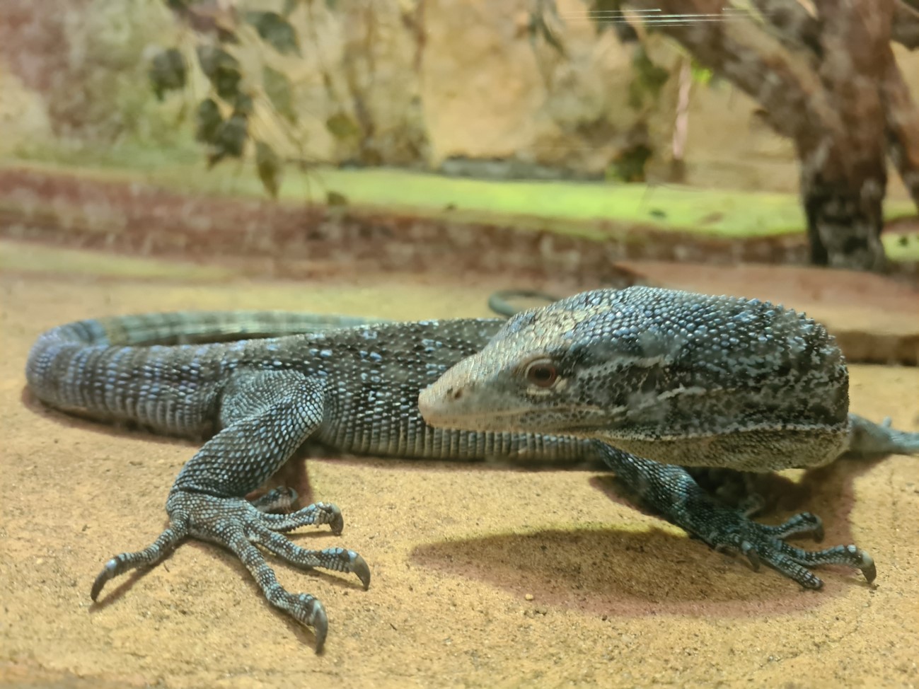 Blue-spotted tree monitor
