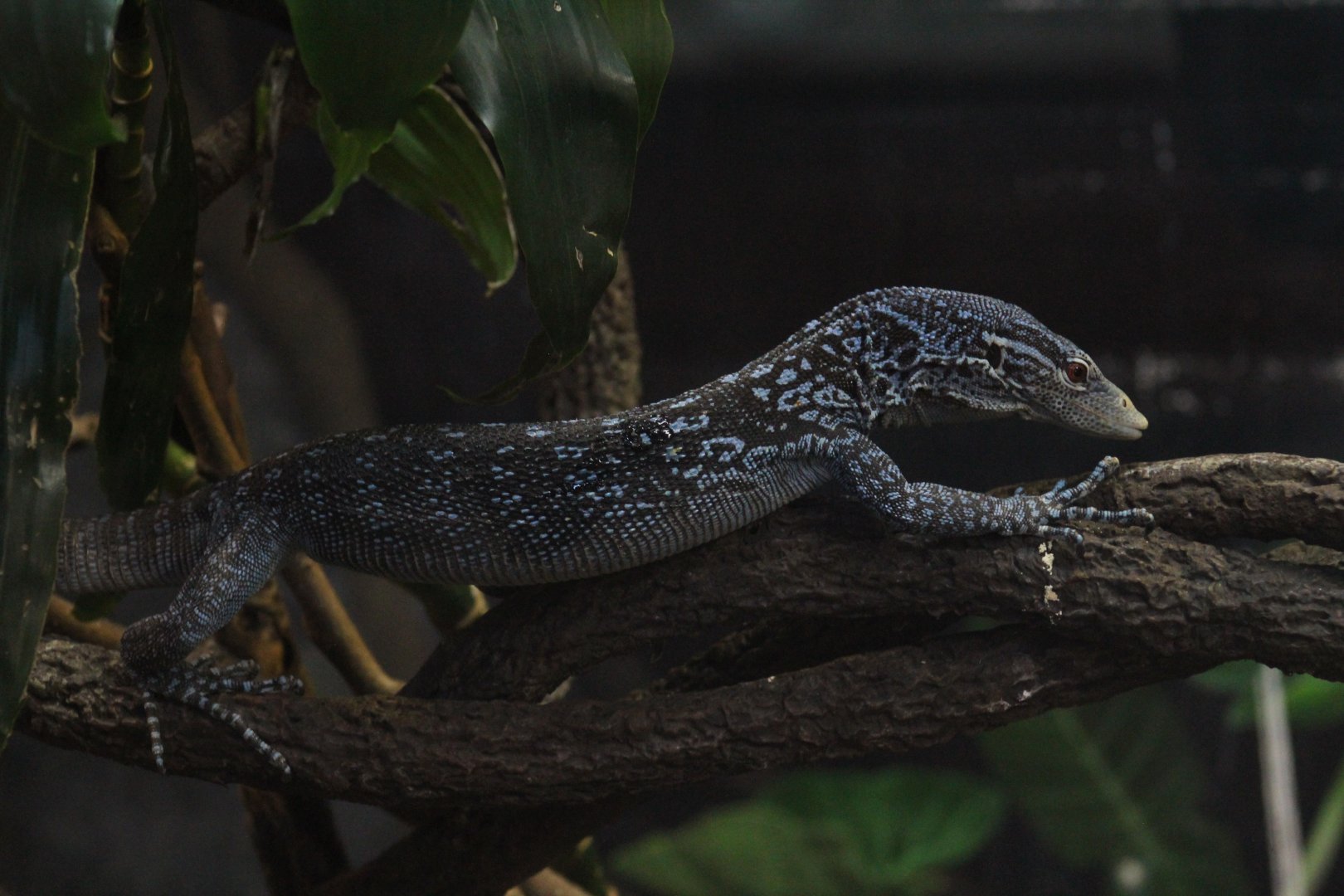 Blue-Spotted Tree Monitor