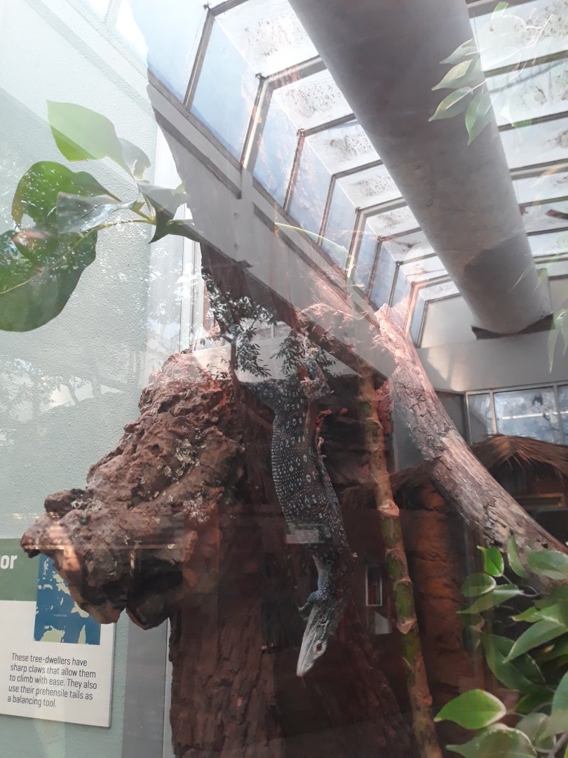 Blue-spotted tree monitor