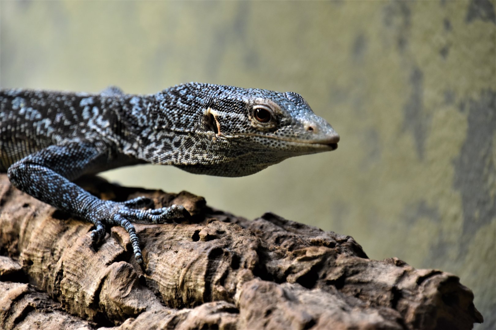 Blue-spotted tree monitor