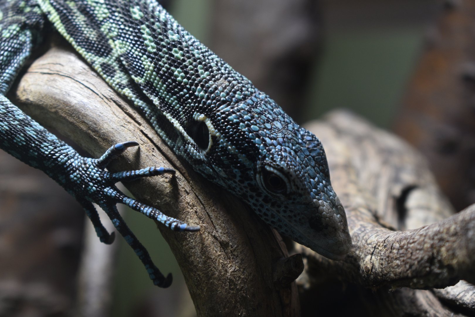 Blue-spotted tree monitor