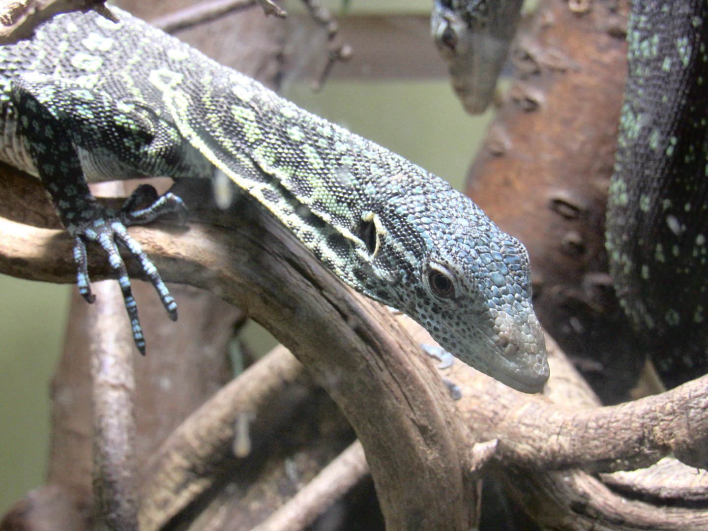 Blue-Spotted Tree Monitor