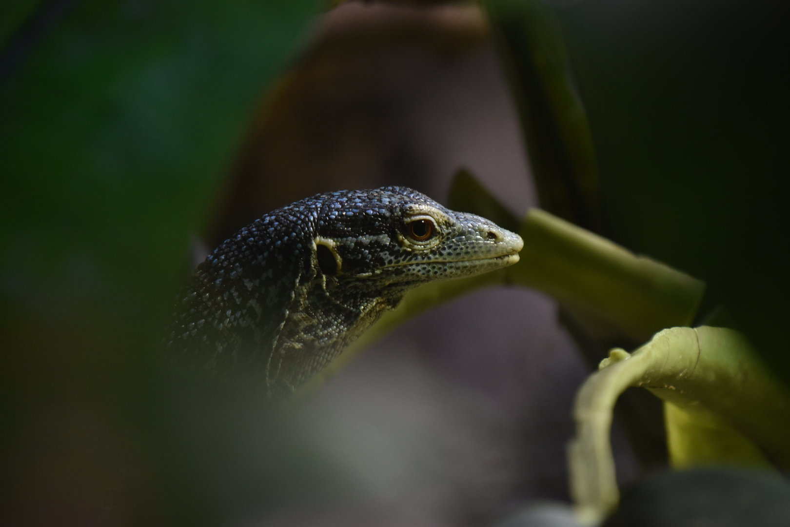 Blue spotted tree monitor