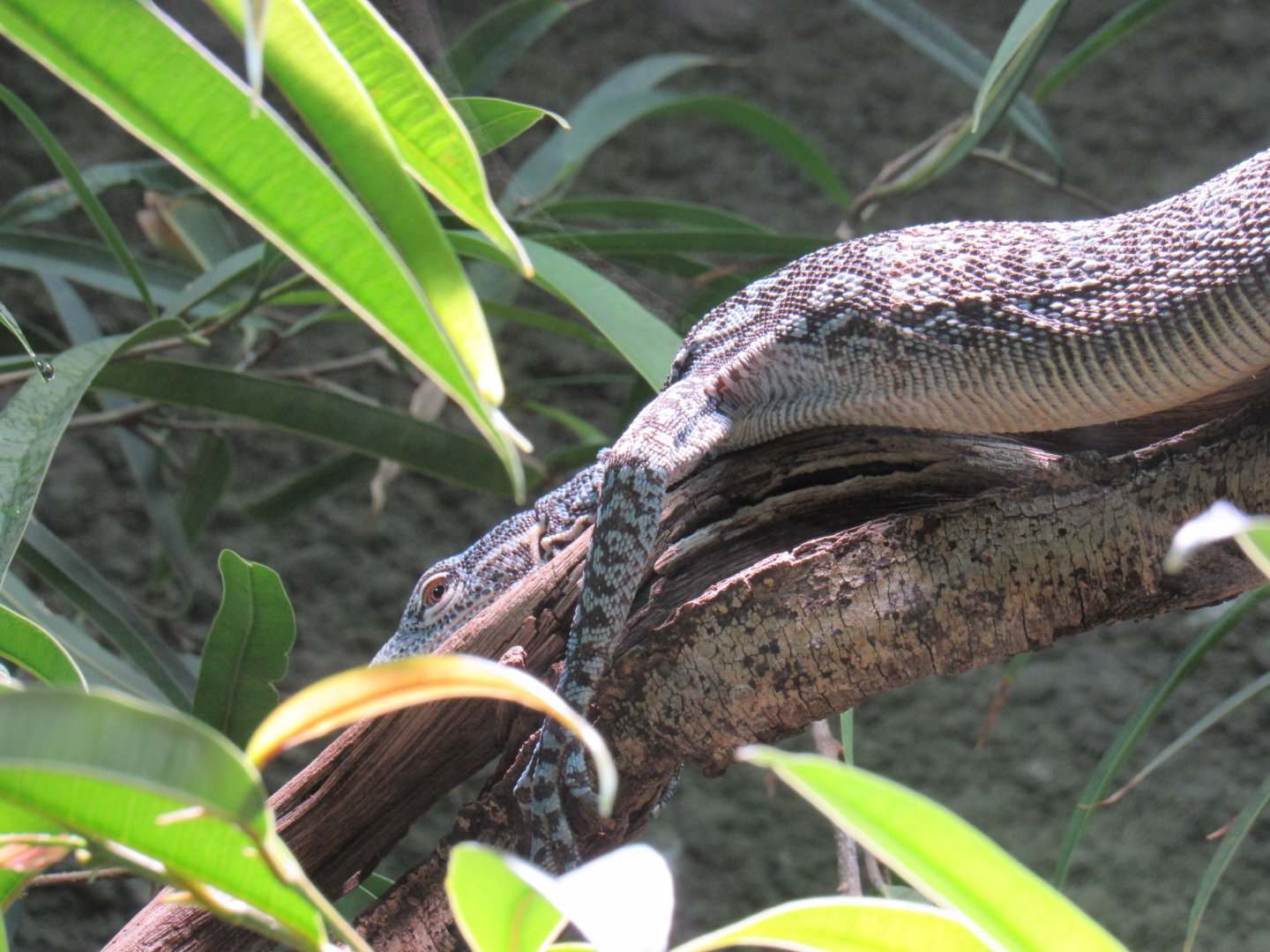 Blue-spotted tree monitor