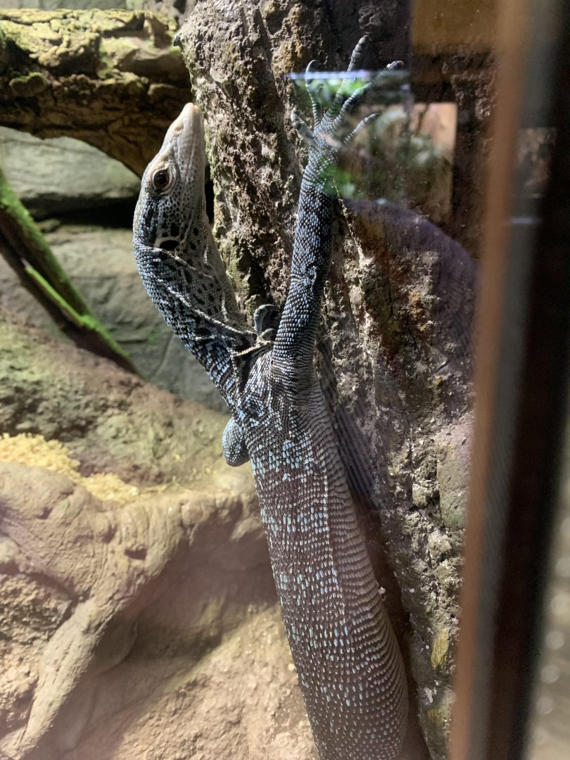 Blue-spotted tree monitor