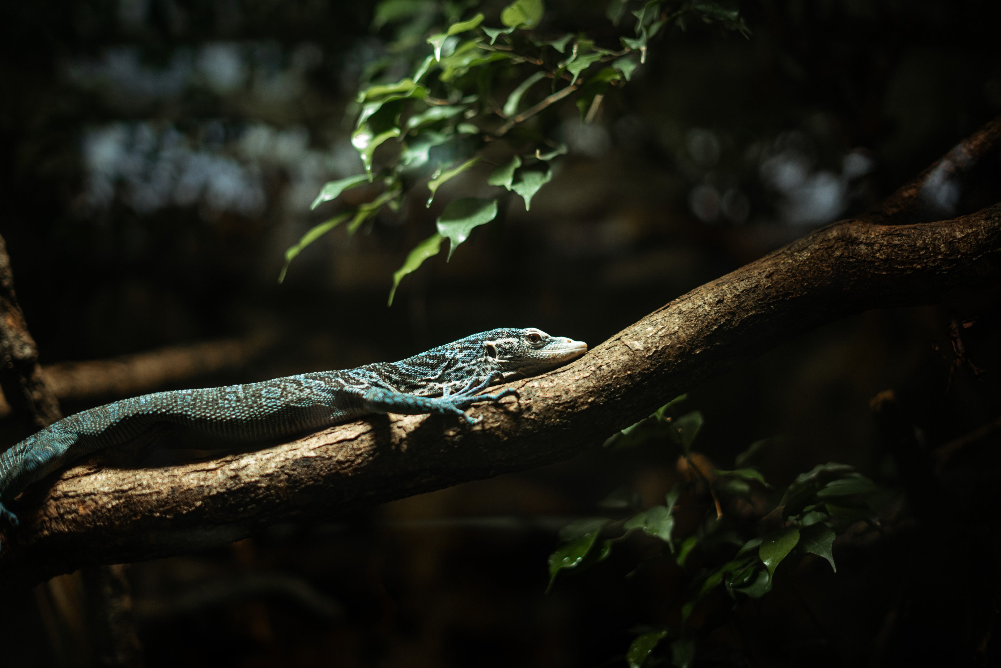 Blue-spotted tree monitor