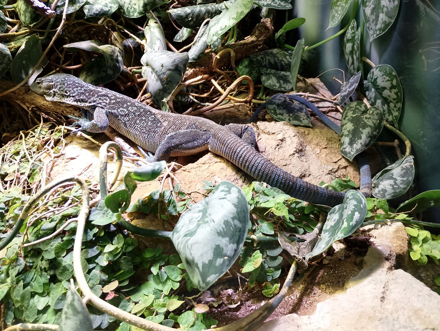 Blue-spotted tree monitor