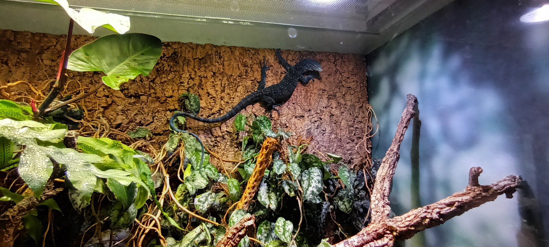 Blue spotted tree Monitor