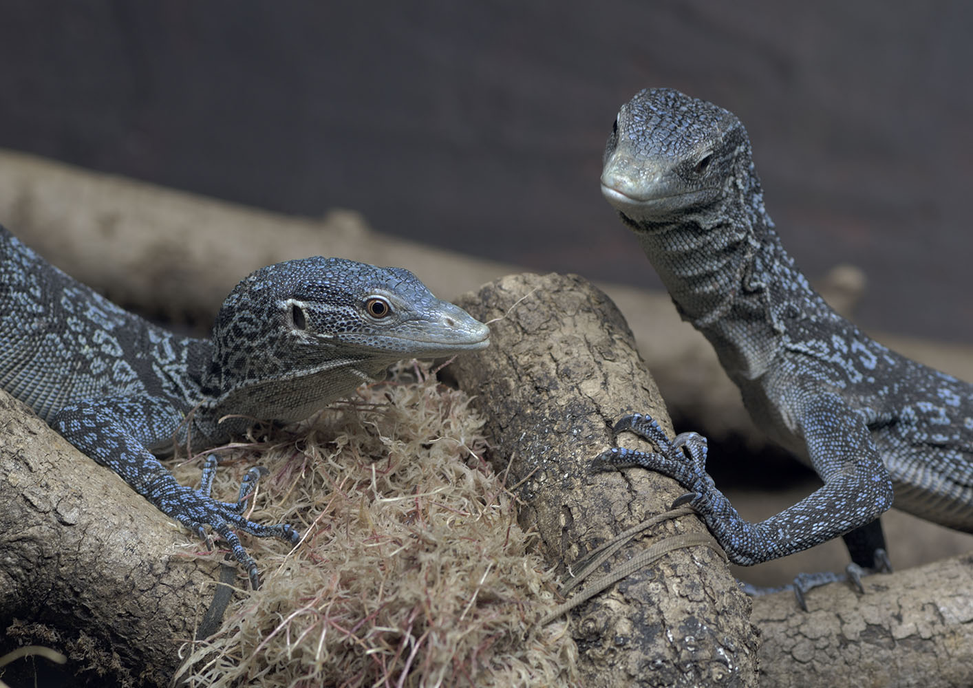 Blue-spotted tree monitors