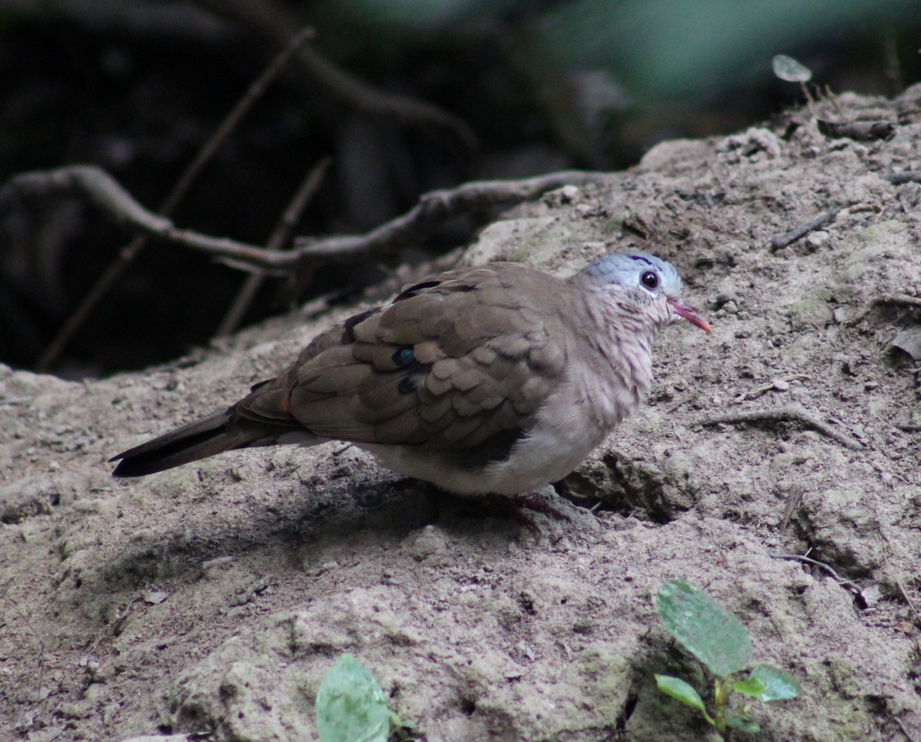 Blue-spotted wood-dove - Turtur afer