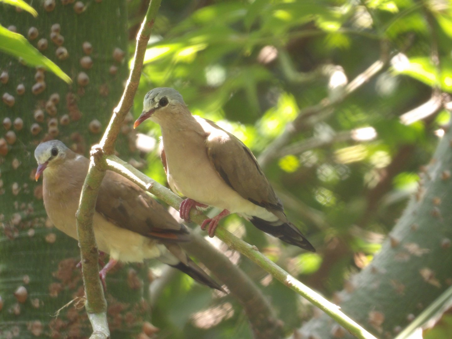 Blue-Spotted Wood Dove(Turtur afer)