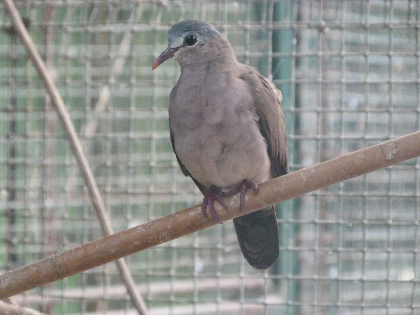 Blue-spotted wood dove -Zoo de Santillana del Mar (2024)
