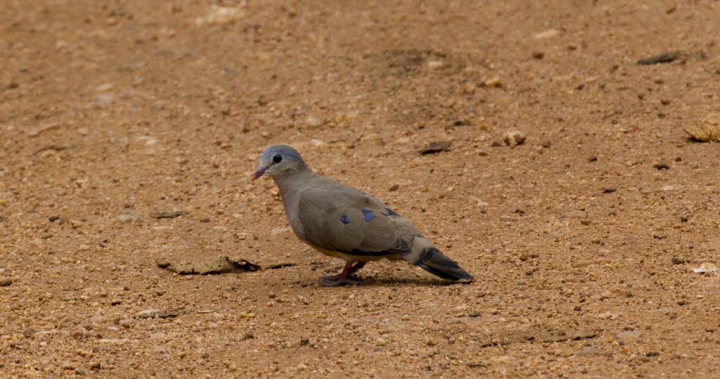 Blue-spotted Wood Dove