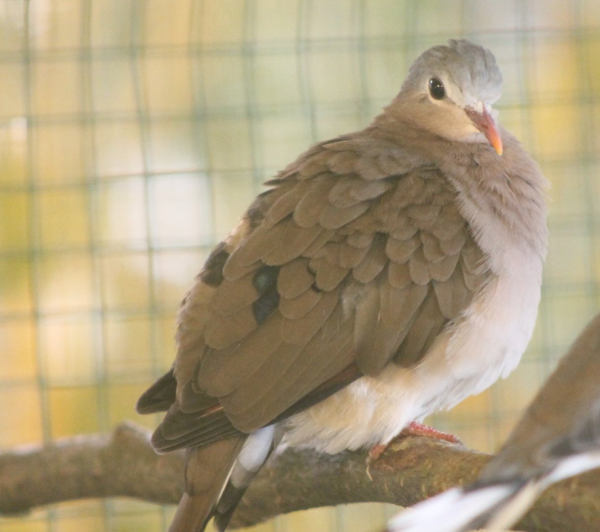 Blue-spotted wood-dove