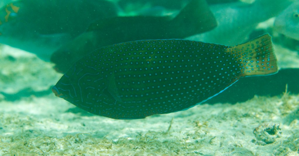 Blue-spotted Wrasse IP (Anampses caeruleopunctatus)