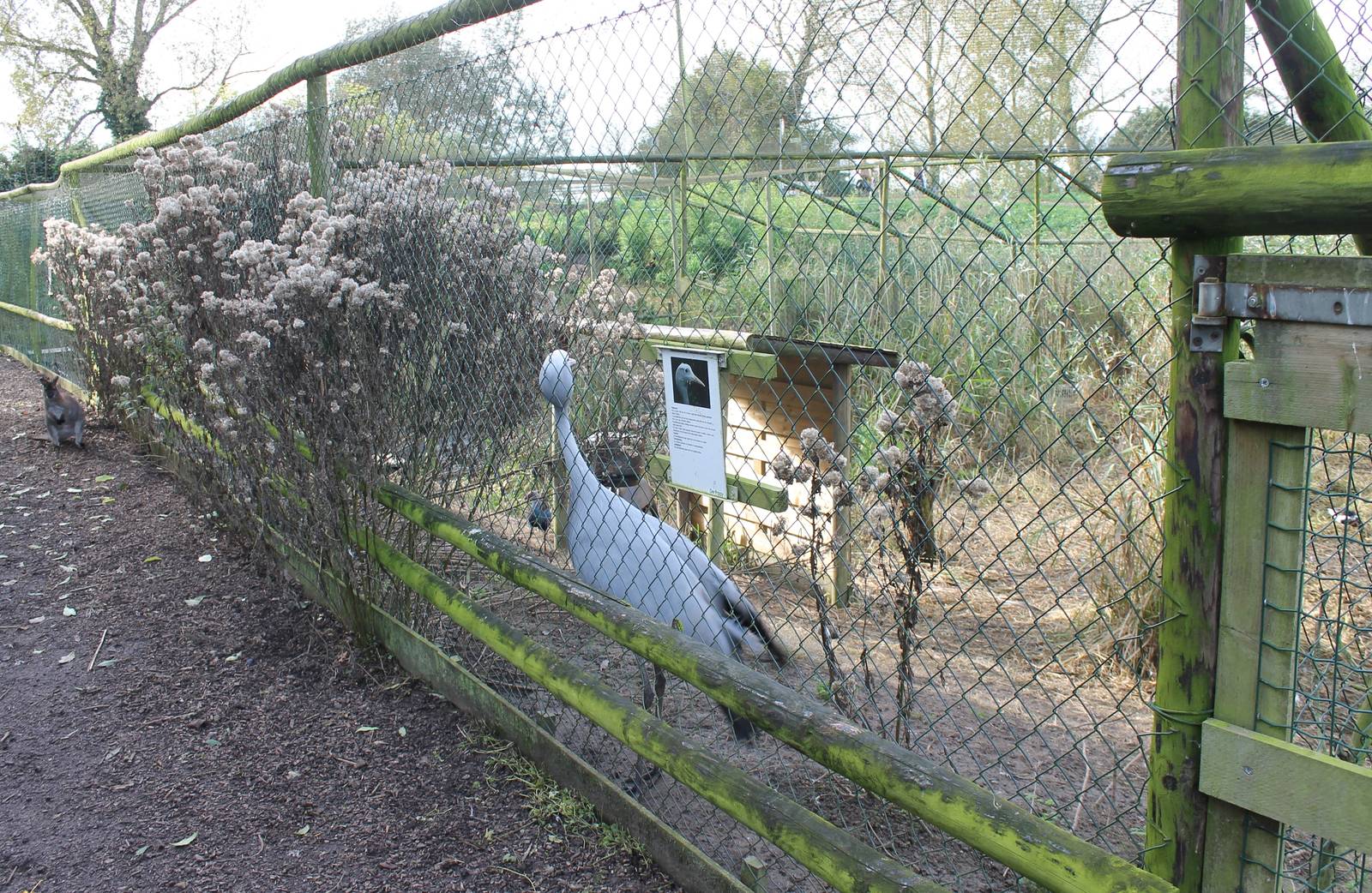 Blue / Stanley crane aviary