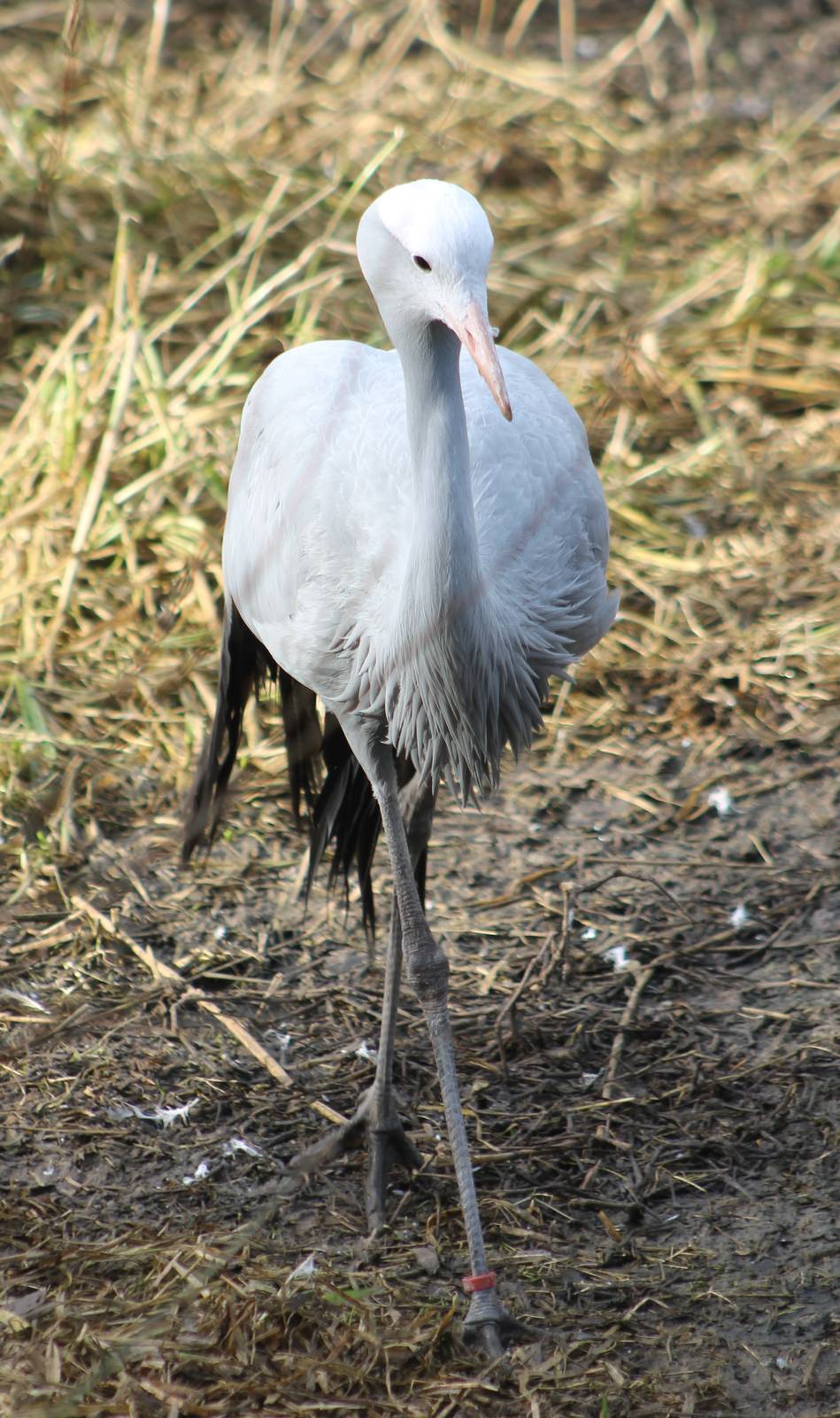 Blue / Stanley crane