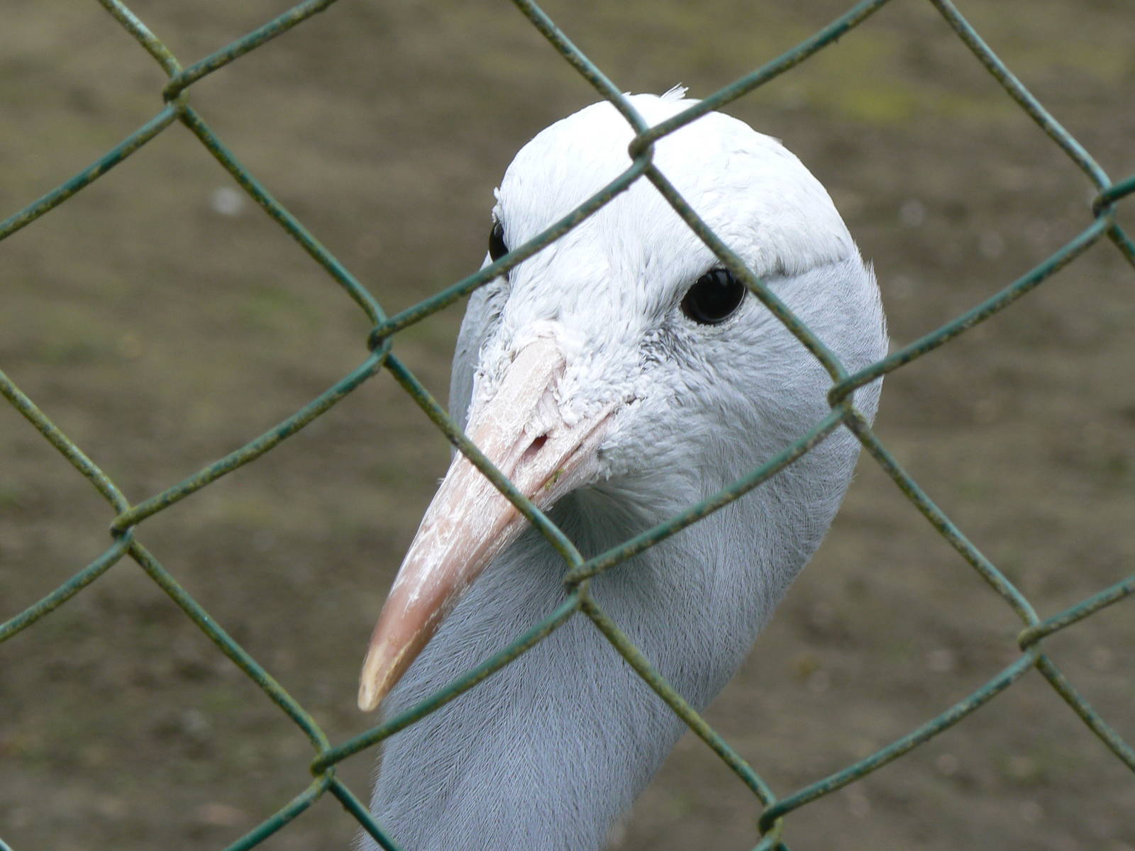 Blue (Stanley) Crane