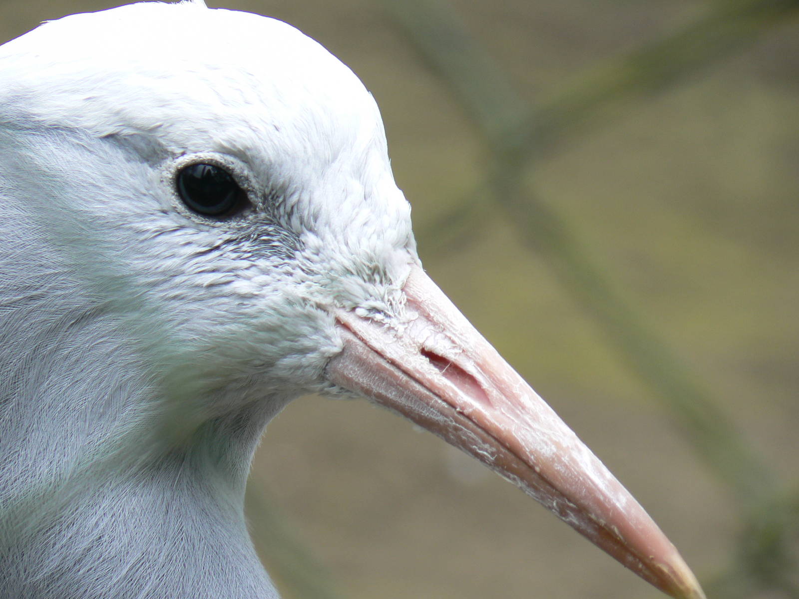 Blue (Stanley) Crane