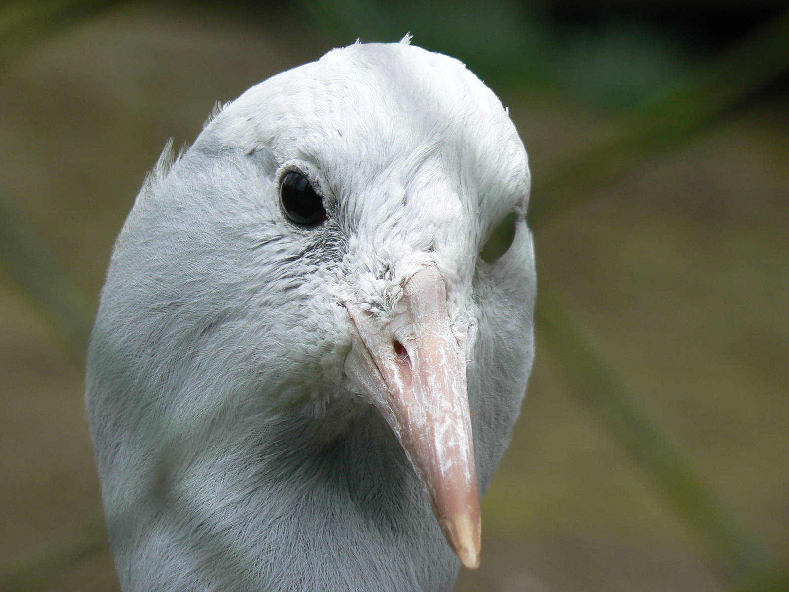 Blue (Stanley) Crane
