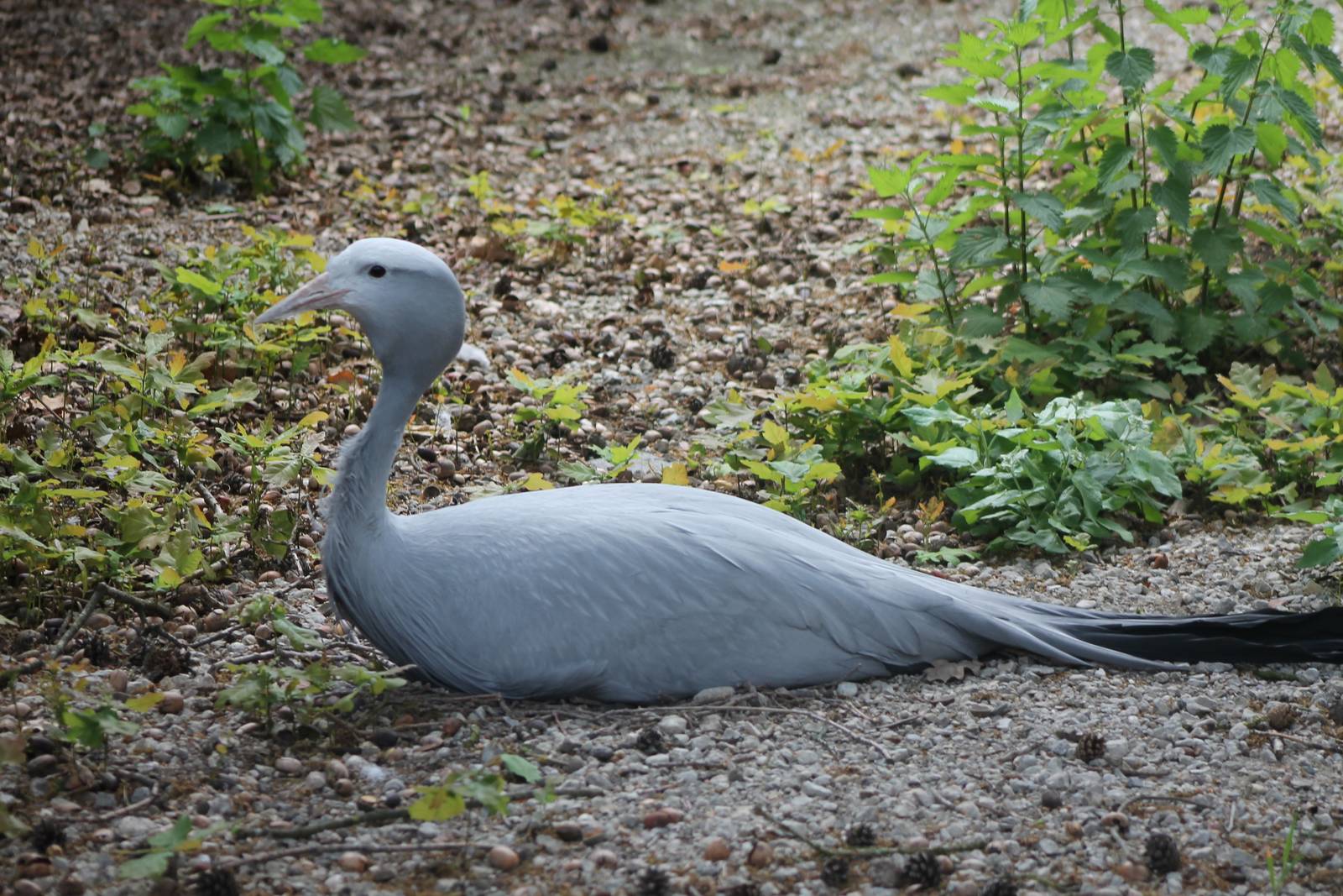 Blue - Stanley - crane