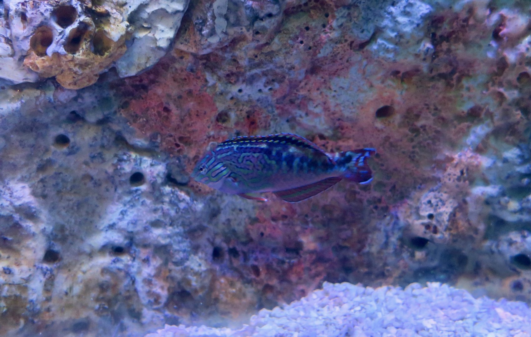 Blue Star Leopard Wrasse (Macropharyngodon bipartitus)