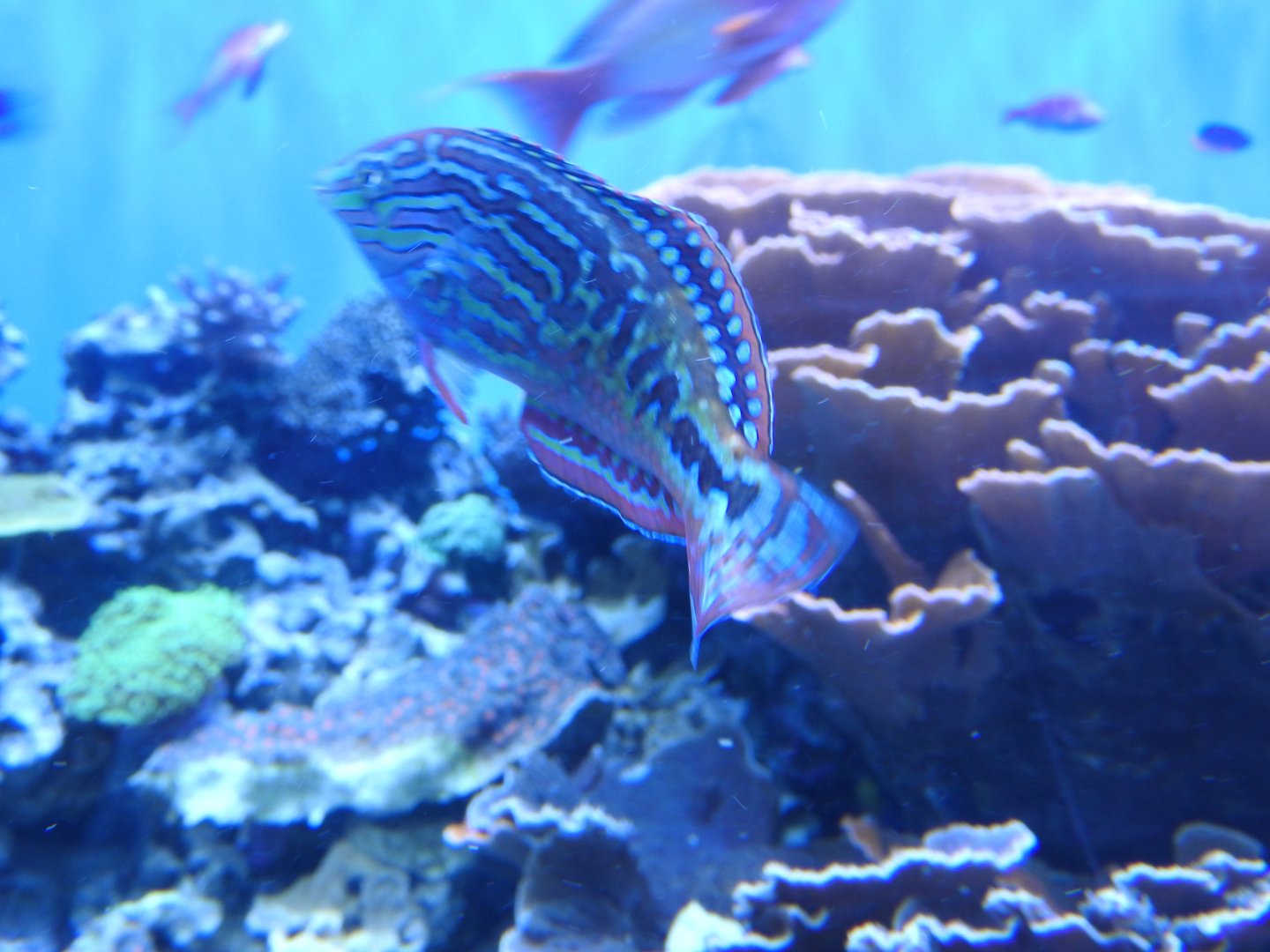 Blue Star Leopard Wrasse Male