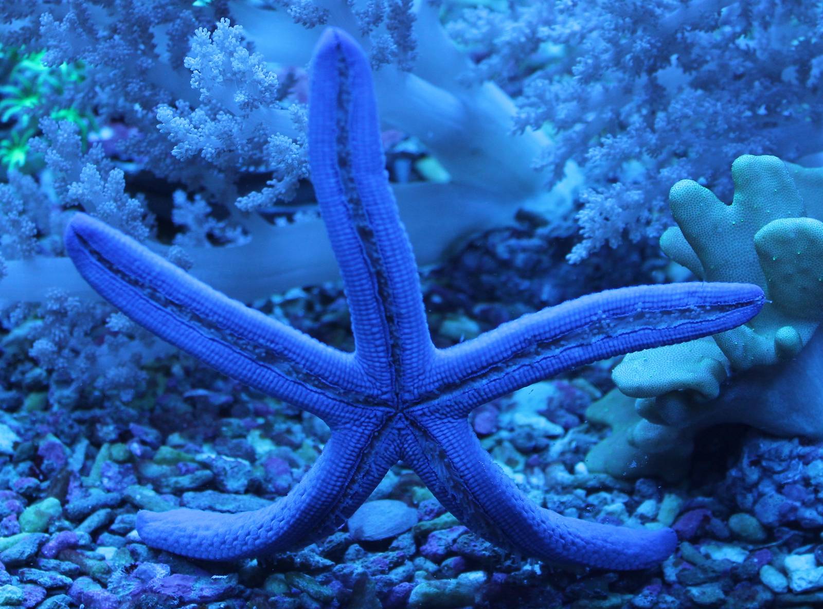 Blue starfish bottom-side