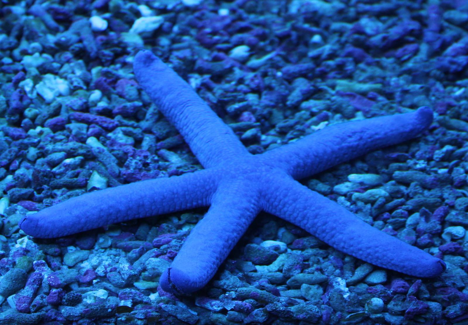 Blue starfish - Linckia laevigata