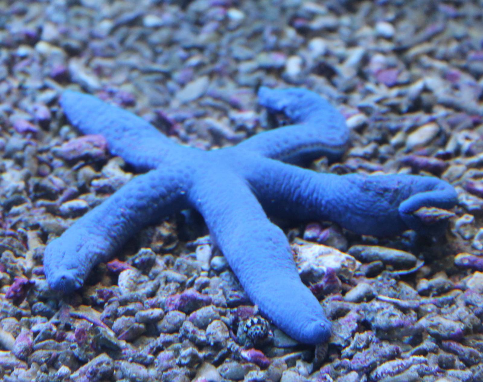 Blue starfish