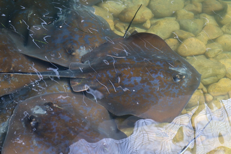 Blue Stingray (Dasyatis chrysonota)