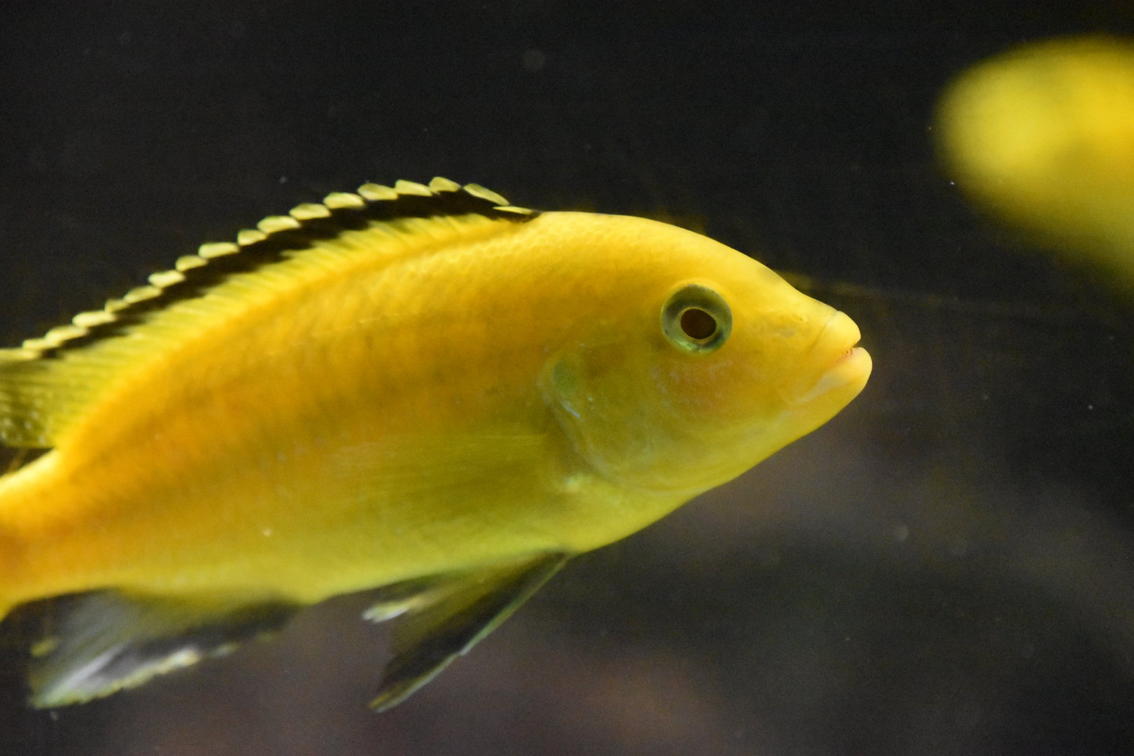 Blue streak hap, Labidochromis caeruleus