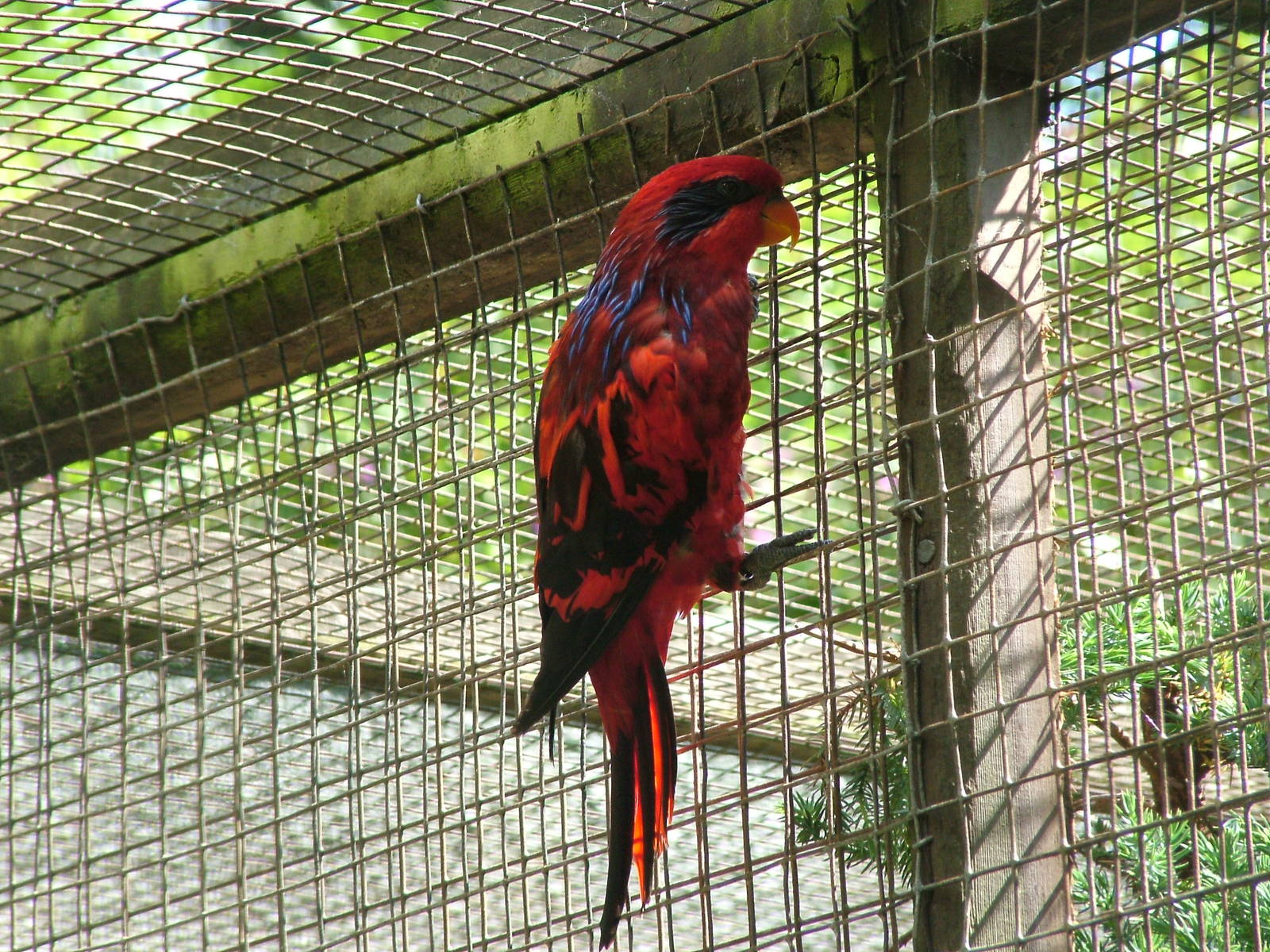 Blue-streaked Lory (Eos reticulata) at Harewood 2007