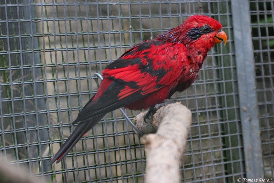 Blue-streaked Lory (Eos reticulata)