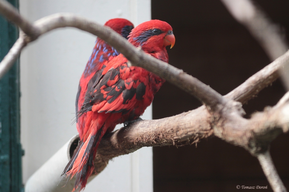 Blue-streaked Lory (Eos reticulata)