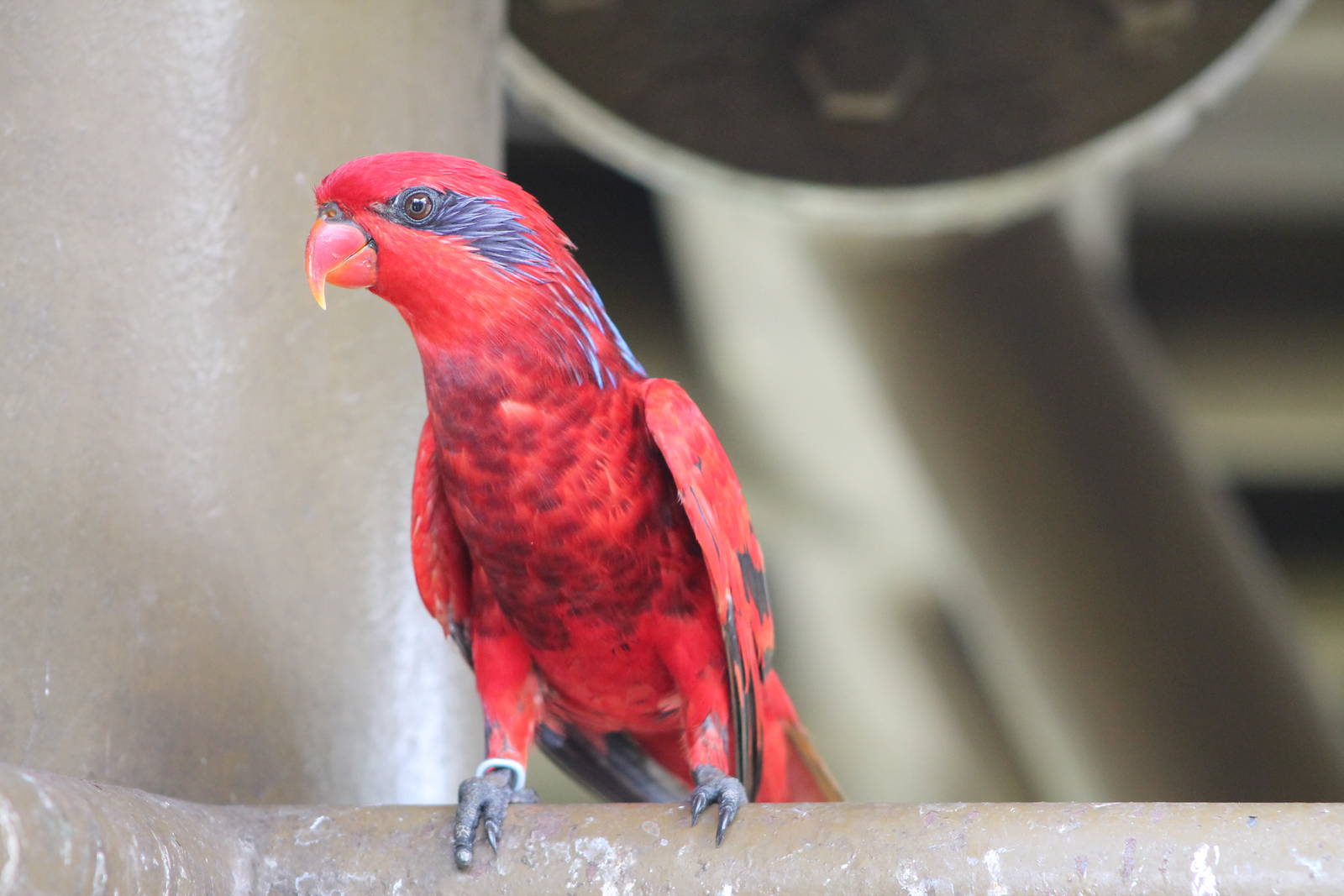 Blue-streaked Lory (Eos reticulata)