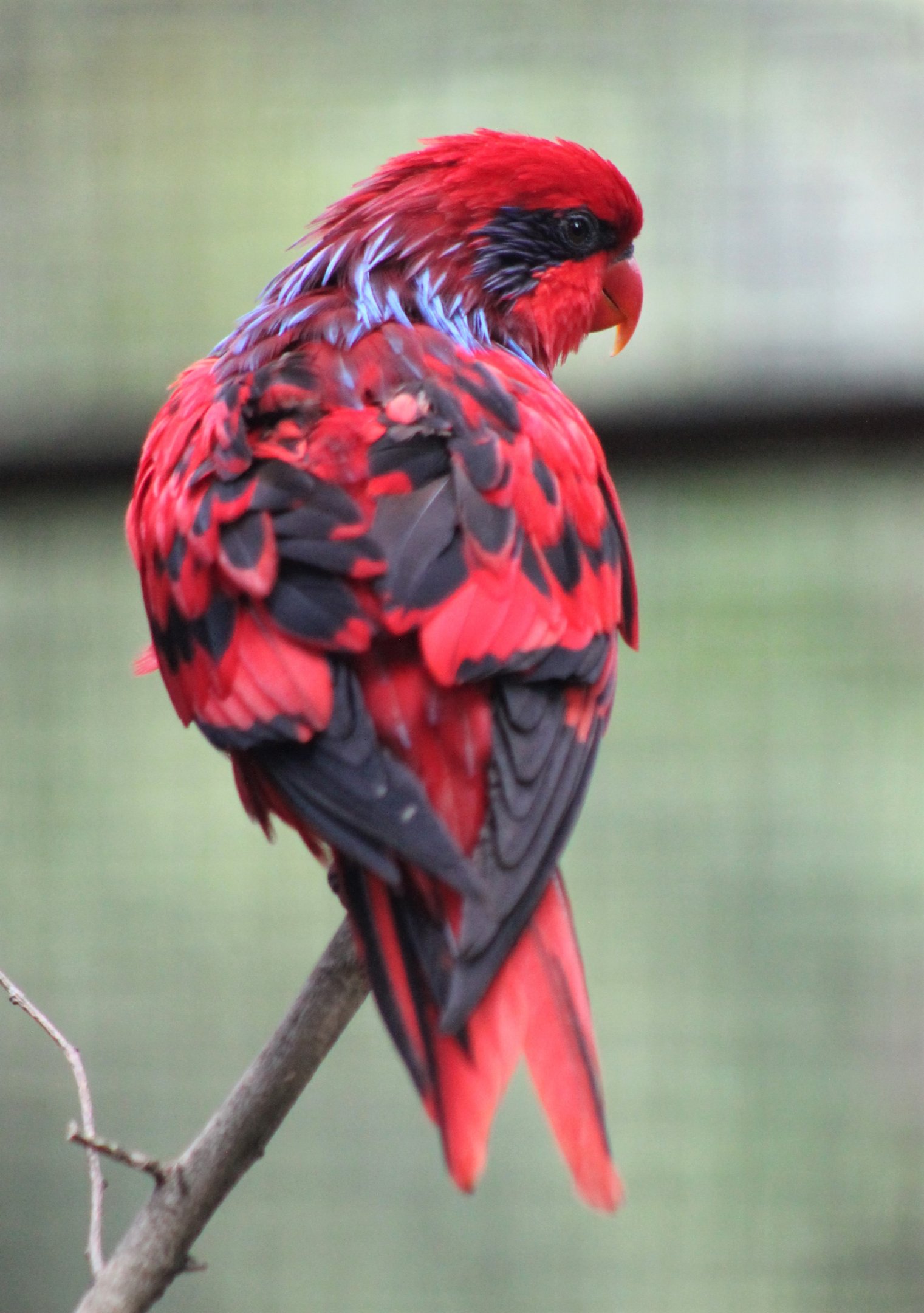 Blue-streaked Lory (Eos reticulata)
