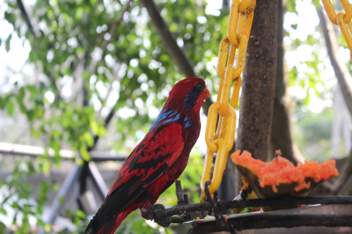 Blue-streaked lory (Eos reticulata)