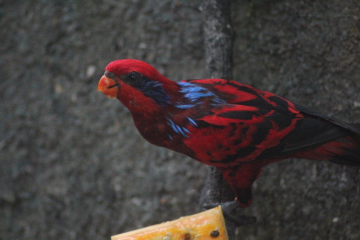 Blue-streaked lory (Eos reticulata)
