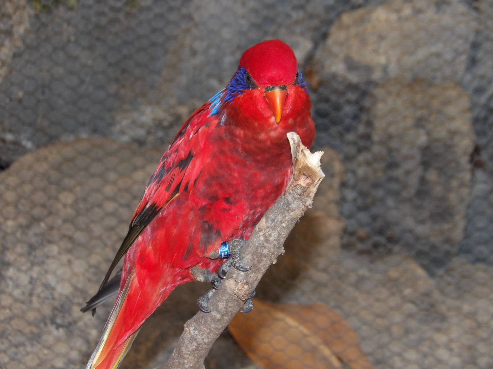 Blue-streaked lory