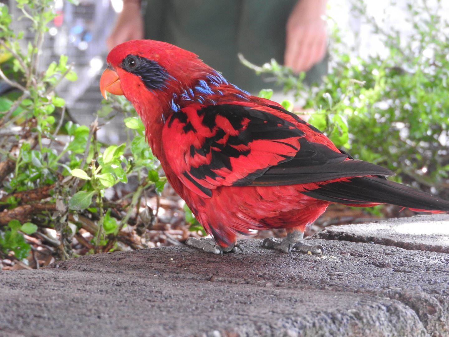 Blue-streaked Lory