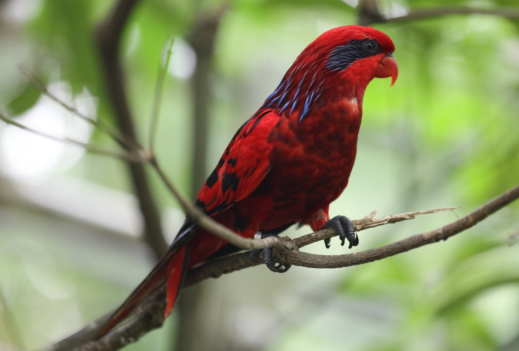 Blue-streaked Lory